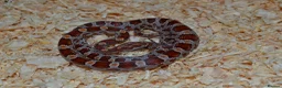 Corn Snake reptiles for sale: Corn Snakes - Advert 3