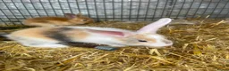 Lionhead rabbits for sale: 8 adorable Lion head baby rabbits - Advert 3