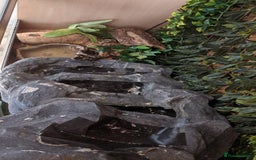 Python Snake reptiles for sale: Royal python: Mitch - Image 4