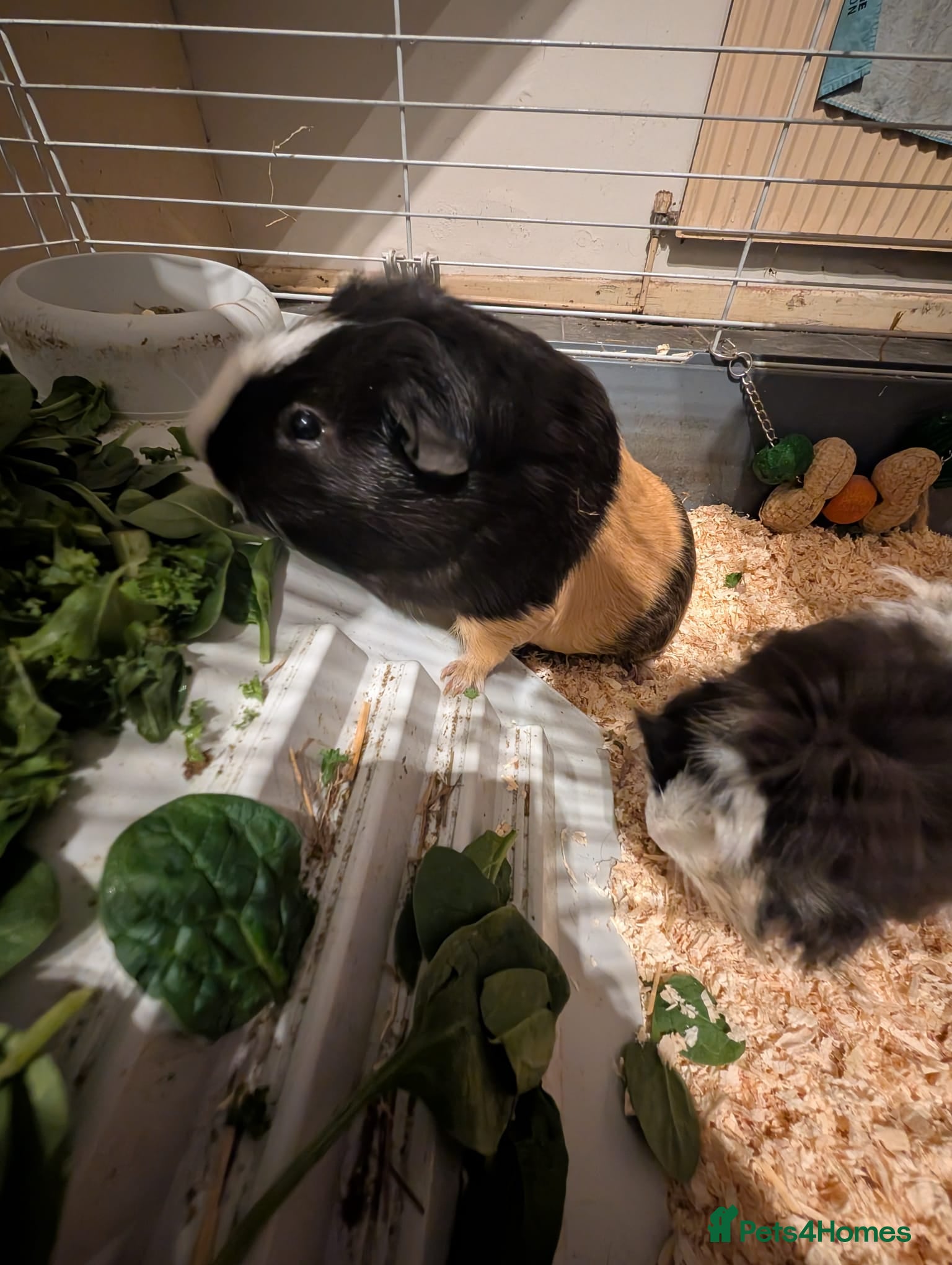 Guinea Pig rodents Two male guinea pigs and set up for sale  - Advert 13