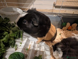 Guinea Pig rodents Two male guinea pigs and set up for sale - Advert 1