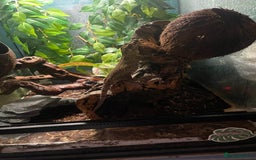 Gecko reptiles for sale: 2 crested geckos & 2 gargoyle geckos with setups - Image 8