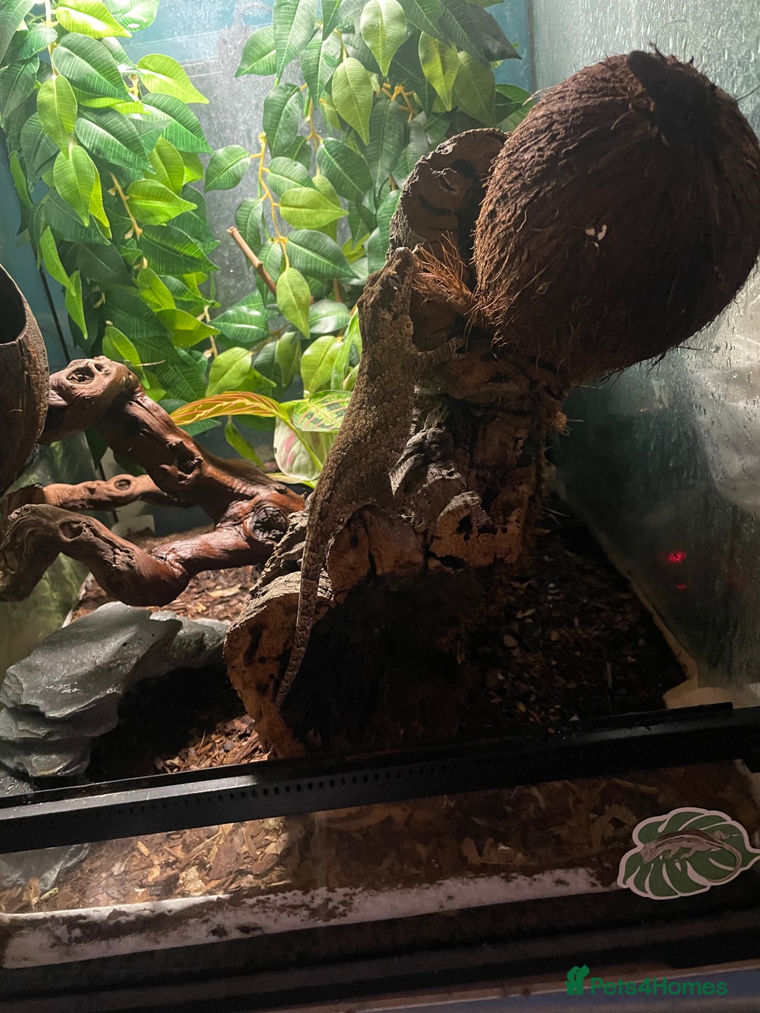 Gecko reptiles for sale: 2 crested geckos & 2 gargoyle geckos with setups - Image 8