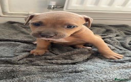 Mixed Breed dogs for sale: Both ready to leave now!   - Image 22