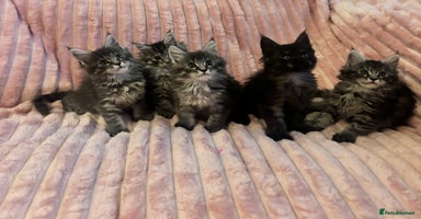 Maine Coon cats - Advert 6