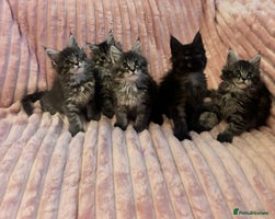 Maine Coon cats - Advert 6