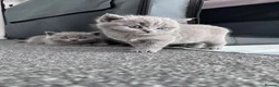British Shorthair cats for sale: British shorthair blue /Adorable kittens  - Advert 12