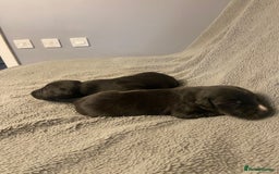 Mixed Breed dogs for sale: Beddlington whippet puppies  - Advert 12