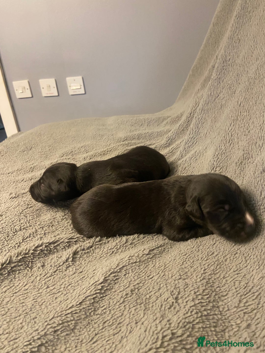 Mixed Breed dogs for sale: Beddlington whippet puppies  - Advert 12