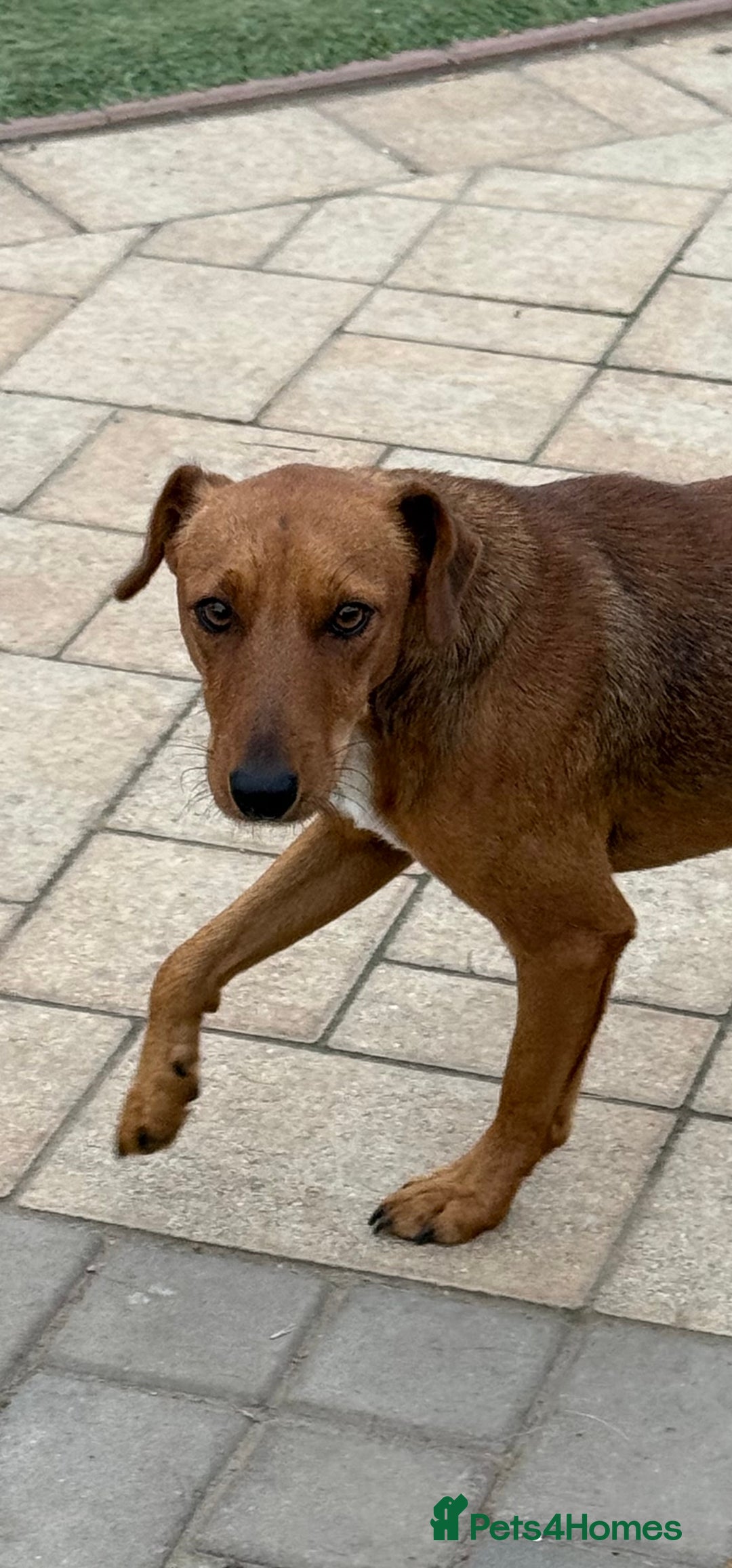 Fox Terrier dogs for adoption: Sweet Felix Needs LOVE - Advert 12