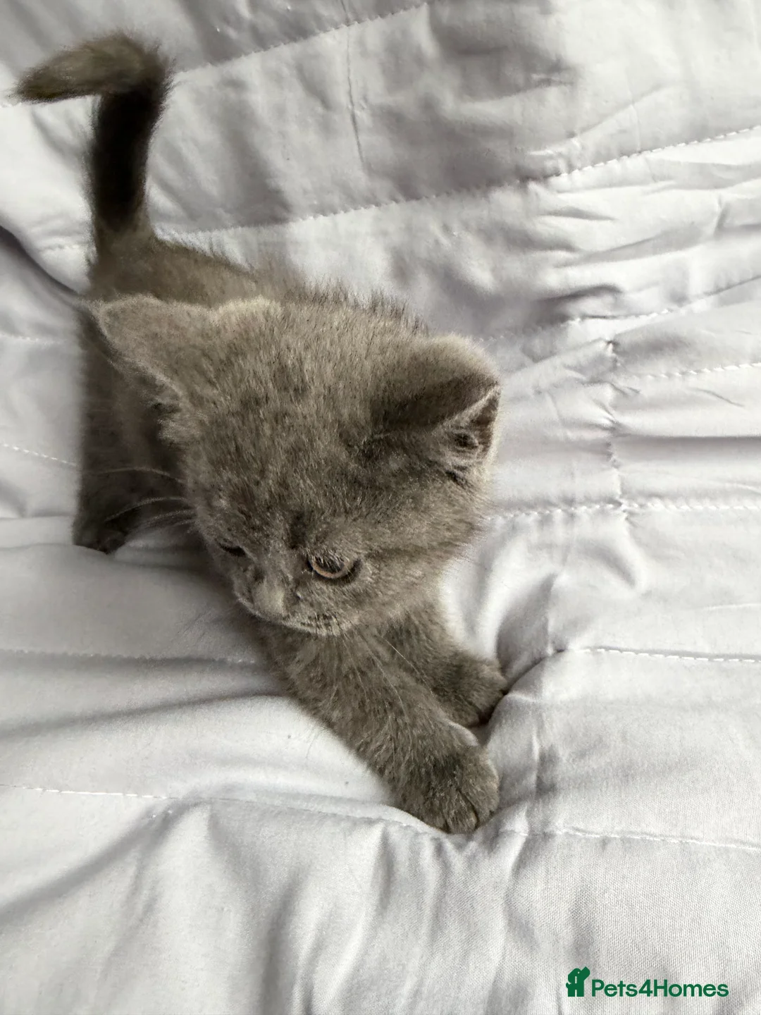 British Shorthair cats for sale: Pedigree BSH British cat kittens  - Advert 9
