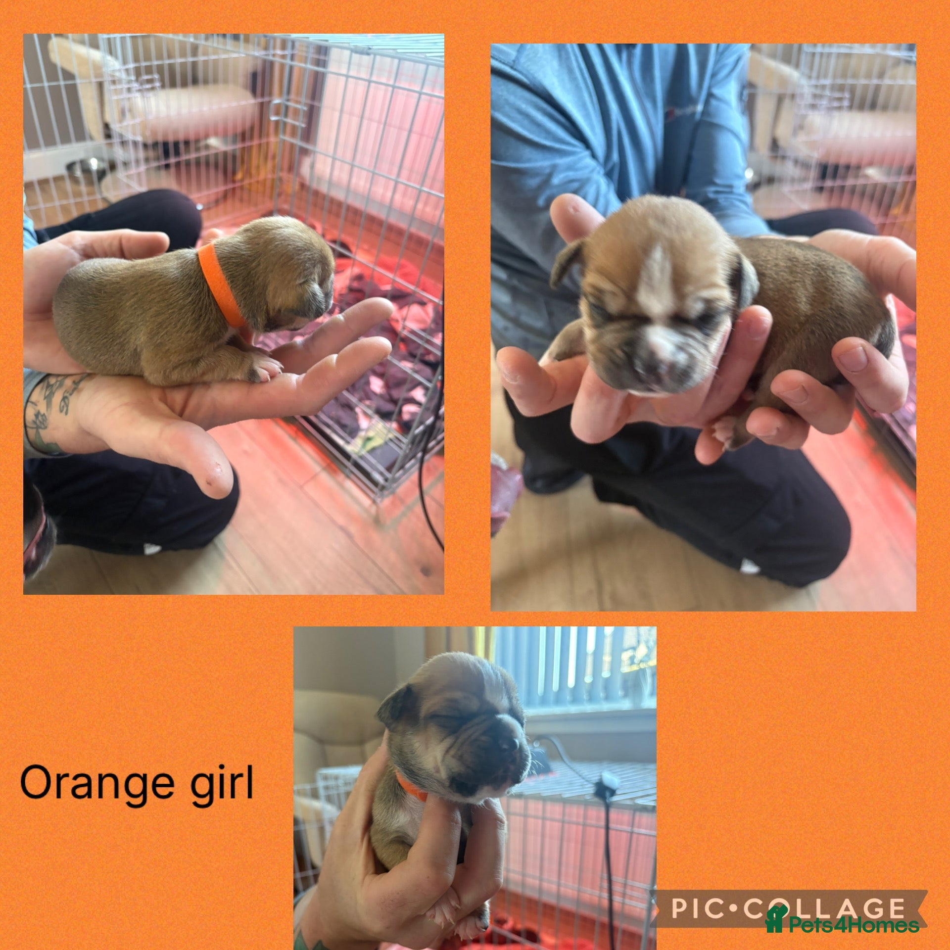 Mixed Breed dogs American bulldog puppies  - Advert 10