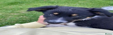 Border Collie 1