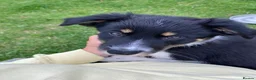 Border Collie dogs for sale: ***1 left***Border Collies Puppies - Advert 4