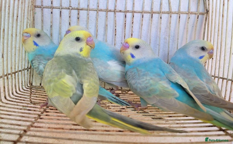 Budgerigars birds - Advert 10