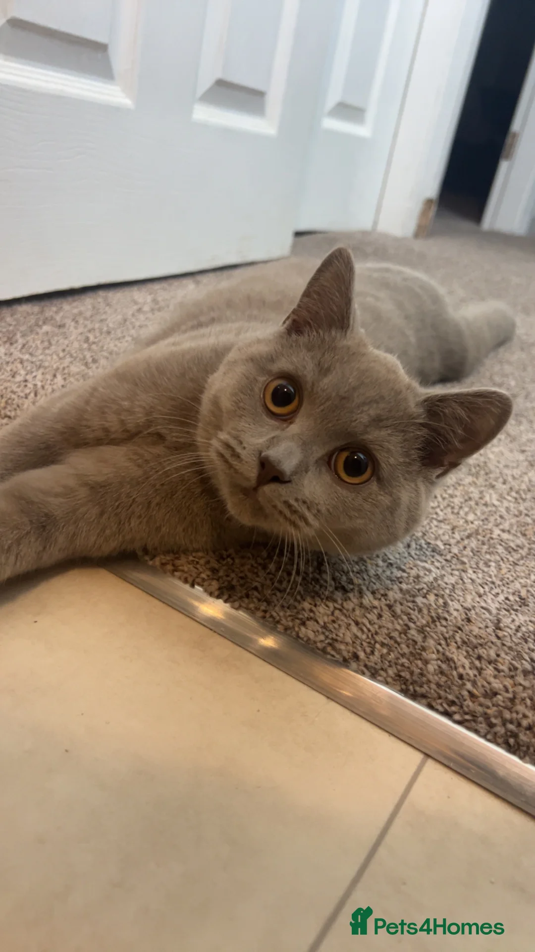 British Shorthair cats for sale: British Shorthair for Sale - Advert 6