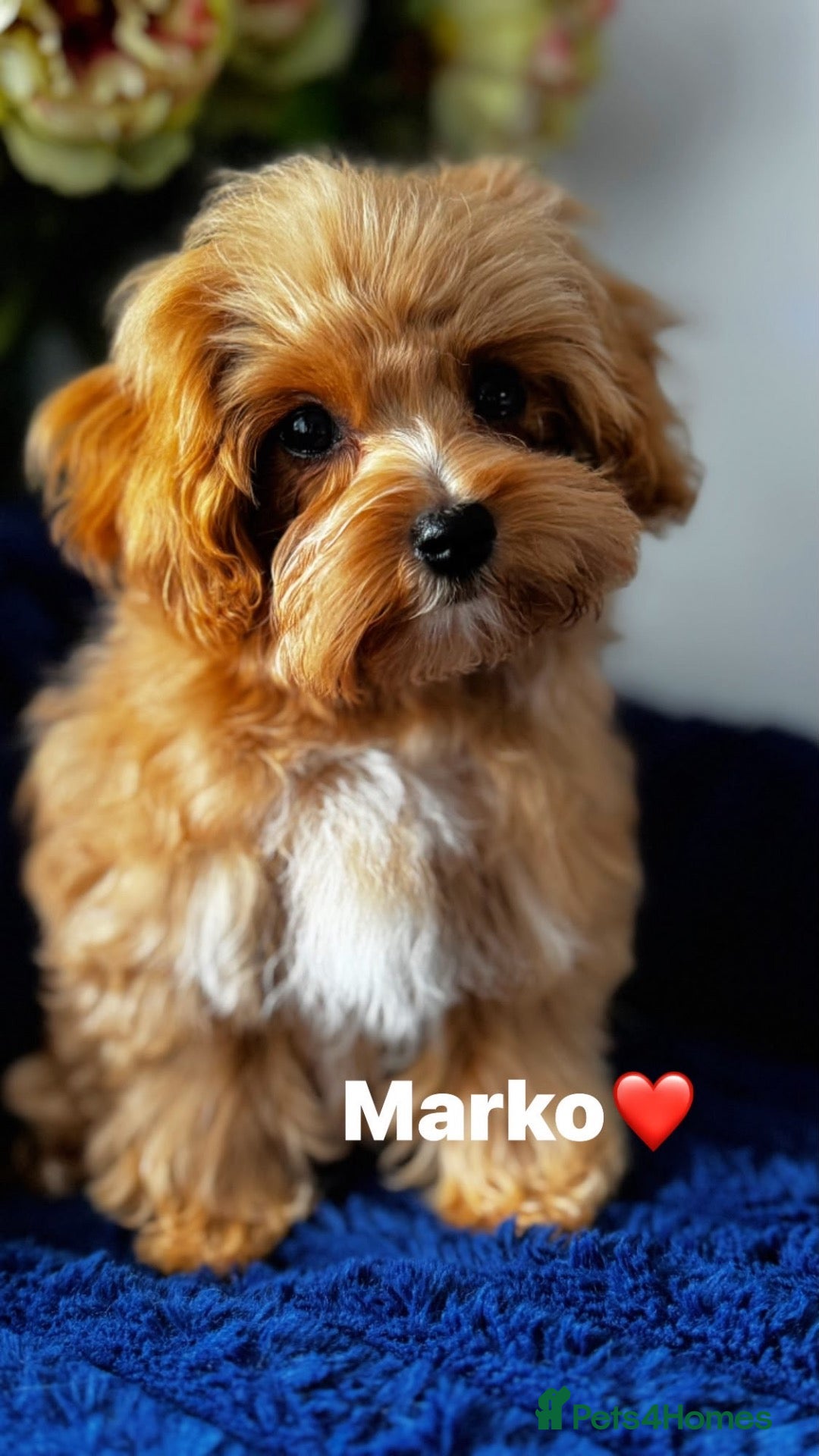 Maltipoo dogs Exceptional F1 Asian Maltipoo puppies - Advert 15