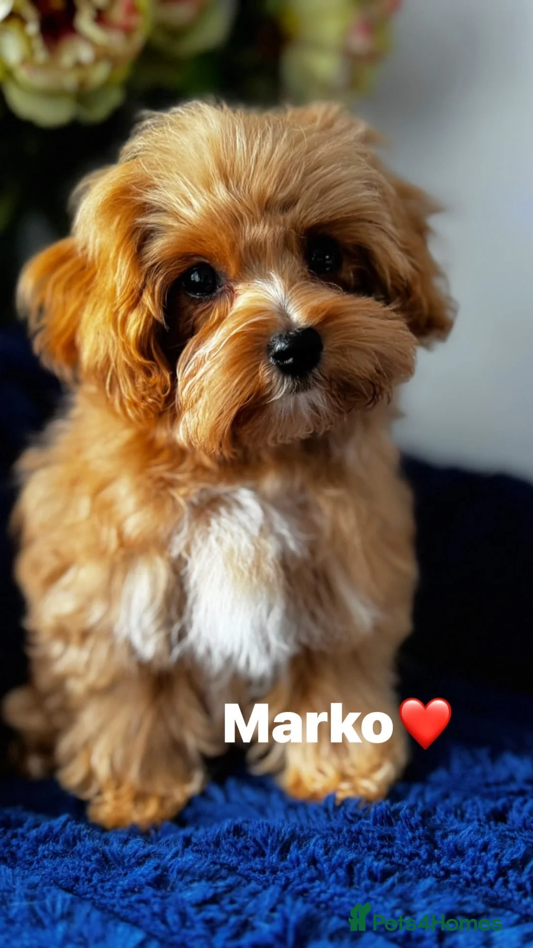 Maltipoo dogs for sale: Exceptional F1 Asian Maltipoo puppies - Advert 1