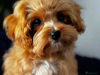 Maltipoo dogs Exceptional F1 Asian Maltipoo puppies - Advert 15