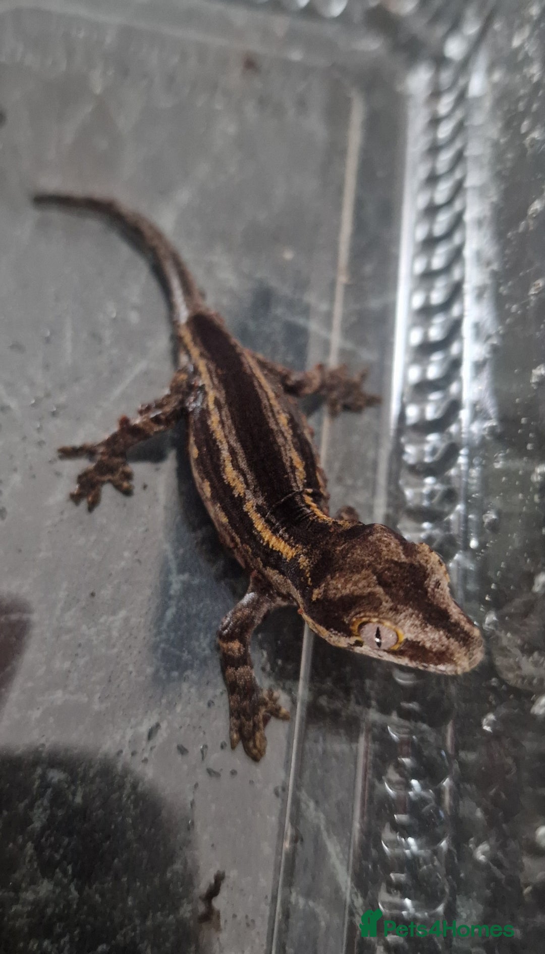 Gecko reptiles for sale: Juvenile Gargoyle Geckos - Image 4
