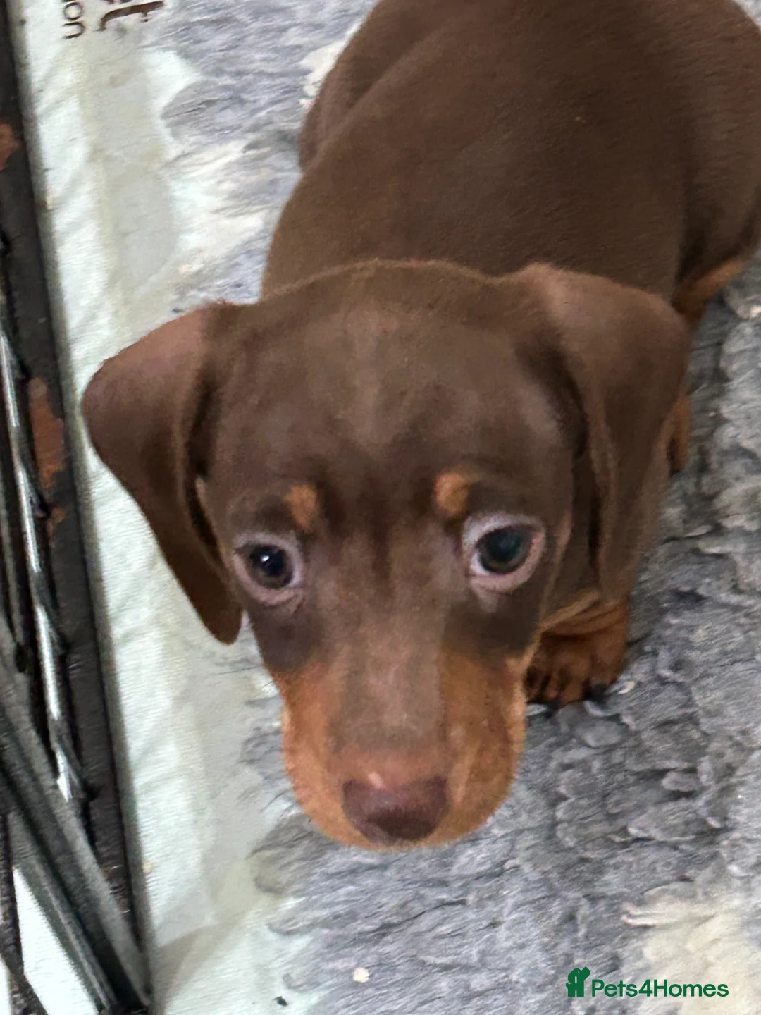 Miniature Dachshund dogs for sale:  Isabella & chocolate & tan Miniature dachshunds  - Advert 11
