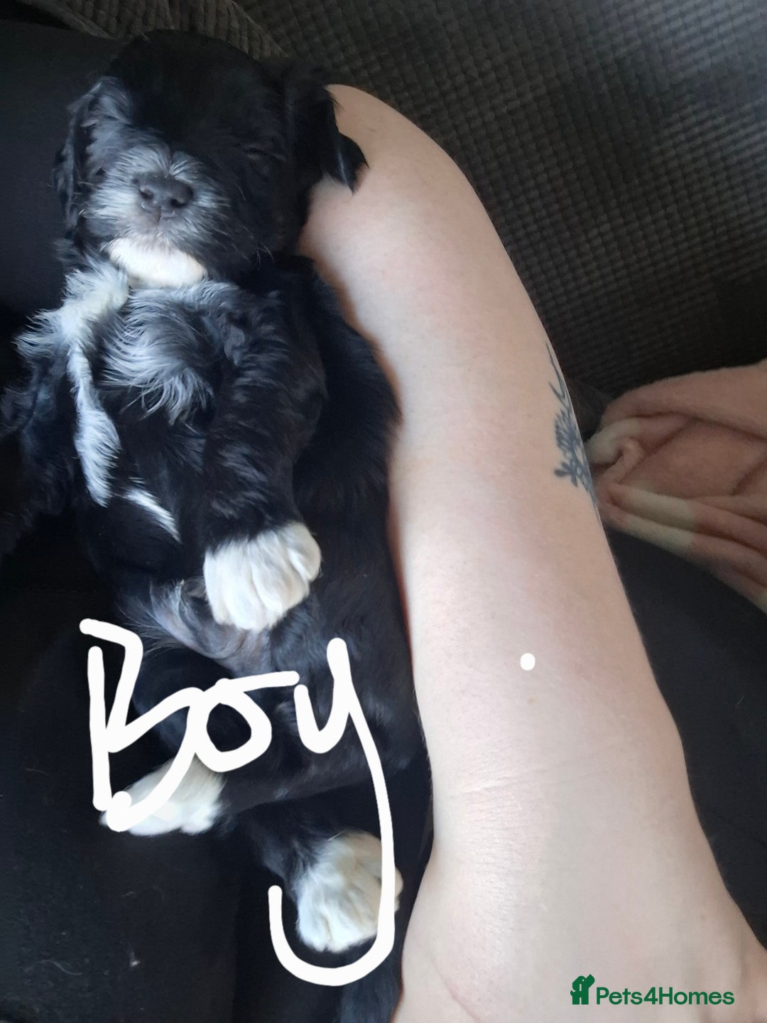 Cockapoo dogs for sale: 2boys 2 girls  - Advert 5