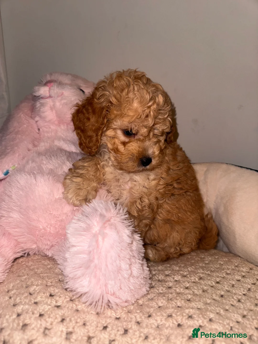 Cavapoo dogs for sale: QUALITY TOY CAVAPOO PUPPIES  - Advert 13