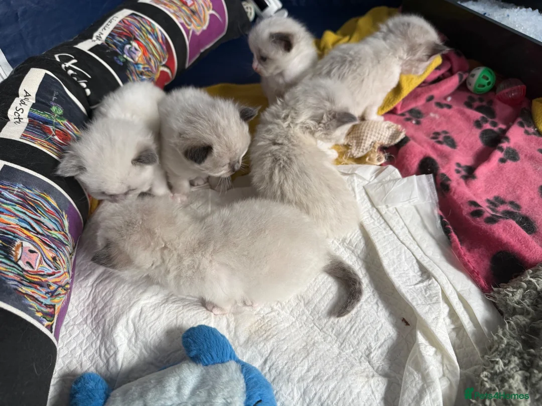 Ragdoll cats for sale: Ragdoll - Advert 9