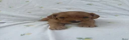 Cavapoo dogs for sale: Cavapoo Puppies Looking for their Forever Homes  - Advert 15