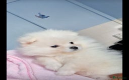 Pomeranian dogs for sale: Teddy Faced Pomeranian Puppy - Image 1