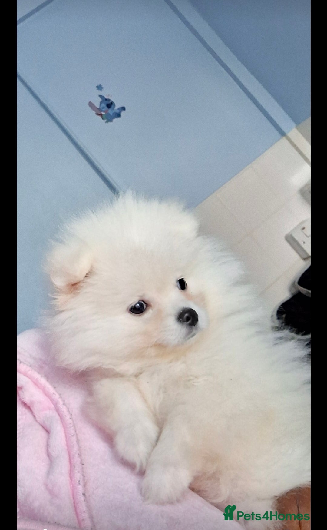Pomeranian dogs for sale: Teddy Faced Pomeranian Puppy - Image 1
