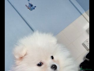 Pomeranian dogs - Advert 4