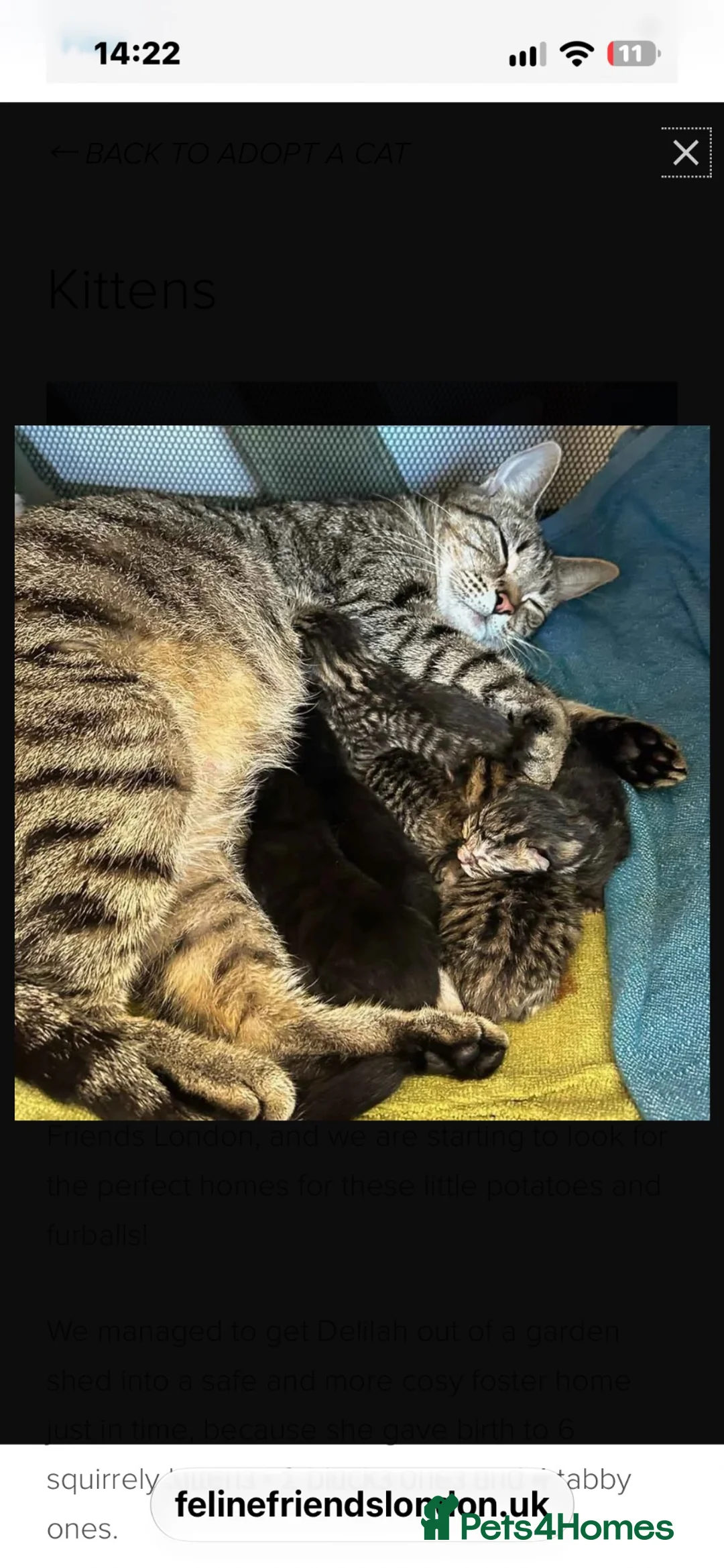 Mixed Breed cats for sale: 6 month old black and white kitten for rehome in Brighton - Advert 1