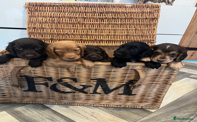 Cocker Spaniel dogs - Advert 12