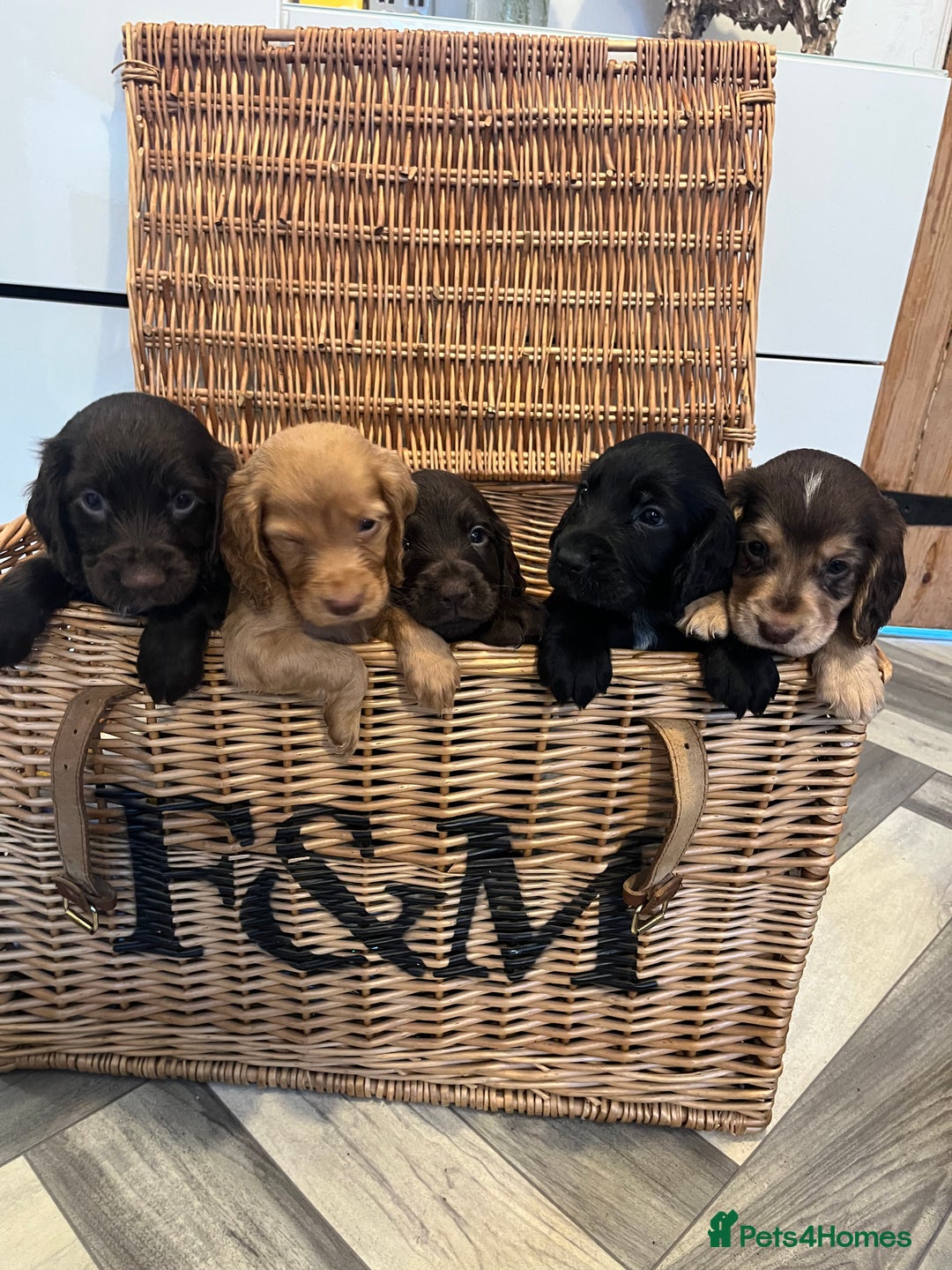 Cocker Spaniel dogs for sale: Beautiful healthy (vet checked) Cocker spaniels  - Image 1