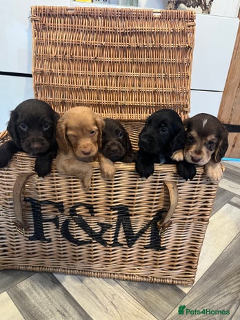 Cocker Spaniel dogs - Advert 1