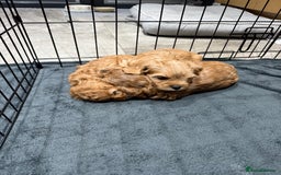 Cavapoo dogs for sale: 6 Beautiful Toy Cavapoo Girls  - Image 22