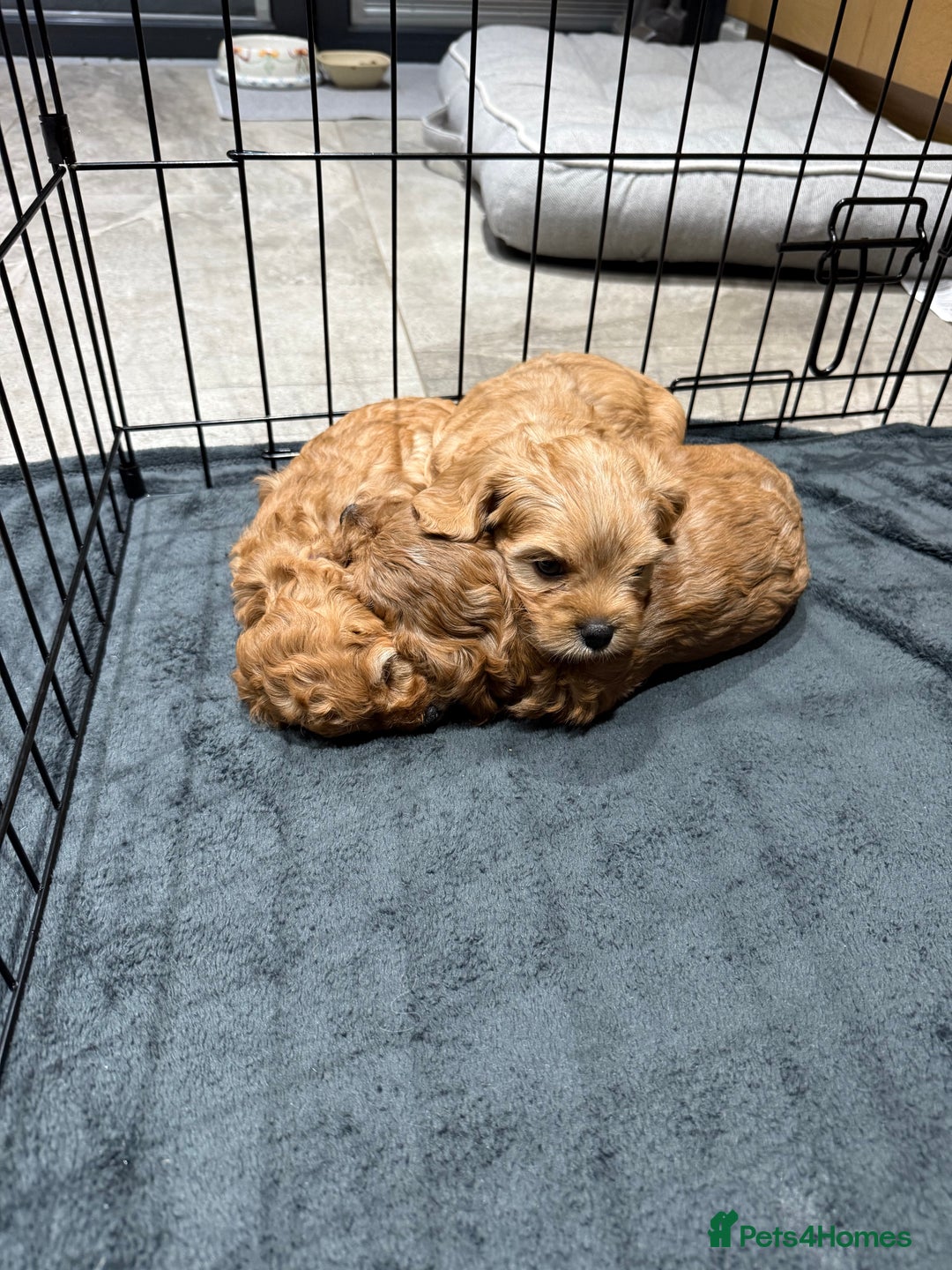 Cavapoo dogs for sale: 6 Beautiful Toy Cavapoo Girls  - Image 22