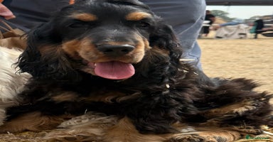 Cocker Spaniel dogs - Advert 7