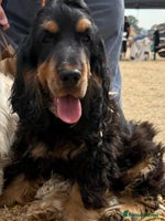 Cocker Spaniel dogs - Advert 4