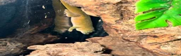 Gecko reptiles for sale: Lizards for rehome  - lot to choose from  - Advert 3