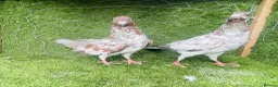 Pigeons birds for sale: Vaccinated Pakistani Pigeons – 20 Pairs - Advert 4