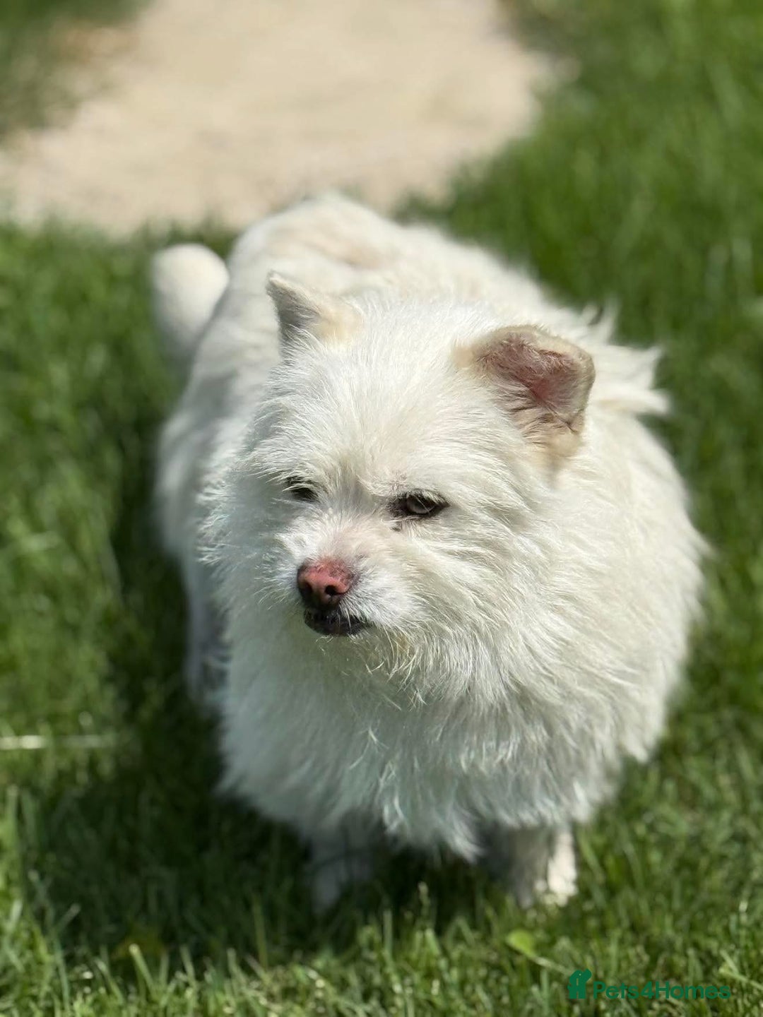 Mixed Breed dogs for adoption: Sonic - Dereham Norfolk  - Image 11