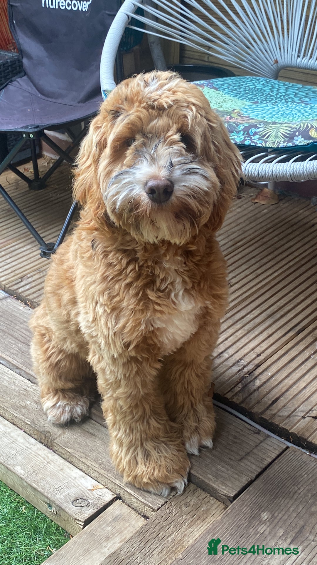 Cockapoo dogs for sale: Disco the Cockapoo - Advert 2