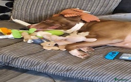 Mixed Breed dogs for sale: Rehousing  - Image 1
