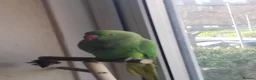 Ringnecks birds for sale: Ringneck parakeet - Advert 3