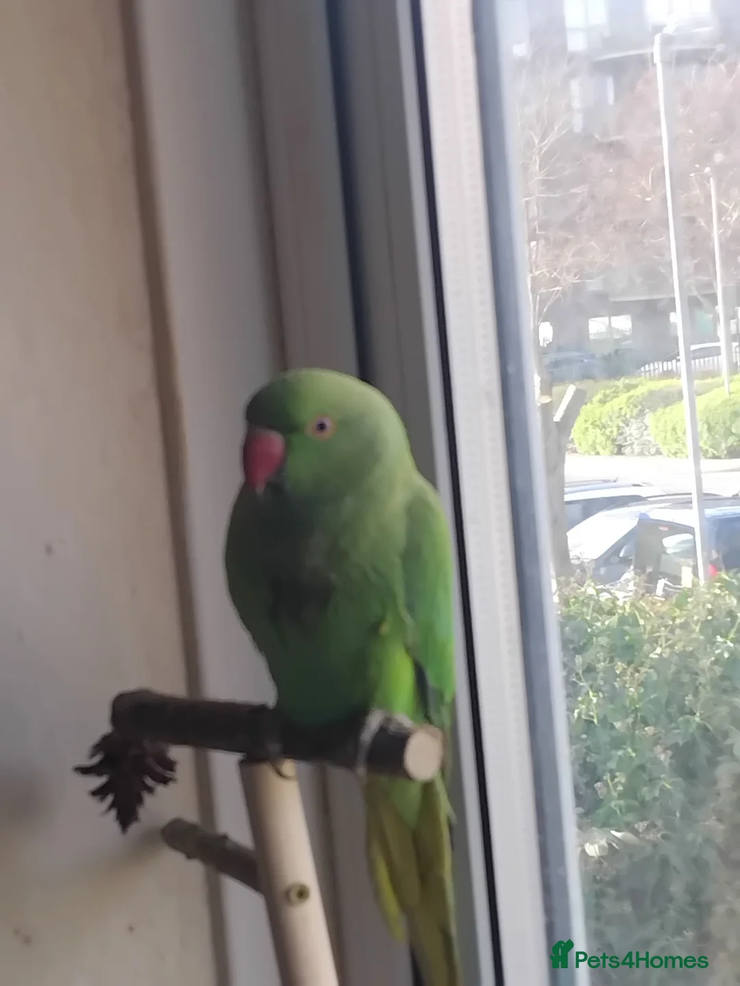 Ringnecks birds for sale: Ringneck parakeet - Advert 3