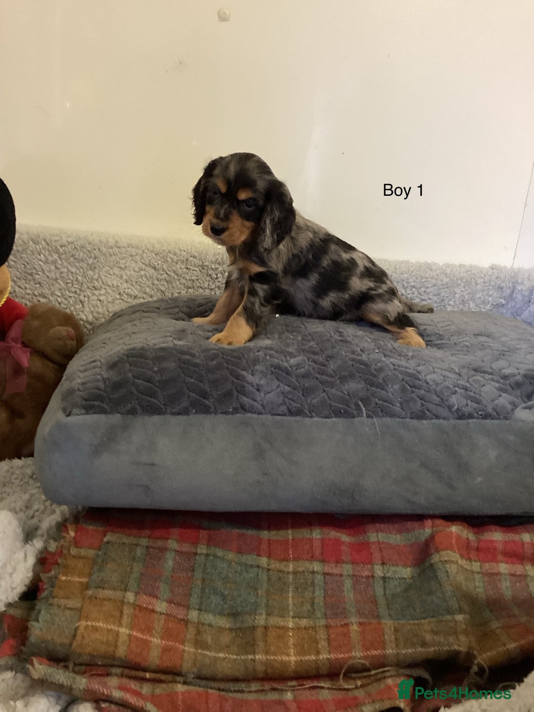 Cockalier dogs for sale: Cockalier  - Image 2