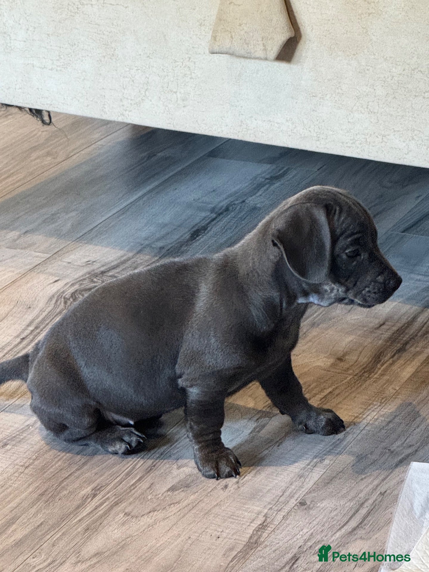 Mixed Breed dogs French Bulldog x Miniature Dachshund Puppies - Advert 2