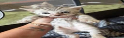 Bengal cats for sale: Family raised Bengal Kittens 🐾 - Advert 29